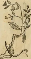 An illustration from Rerum medicarum Novae Hispaniae thesaurus, seu, Plantarum animalium mineralium Mexicanorum historia (1651)