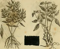 An illustration from Rerum medicarum Novae Hispaniae thesaurus, seu, Plantarum animalium mineralium Mexicanorum historia (1651)