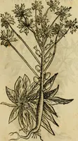 An illustration from Rerum medicarum Novae Hispaniae thesaurus, seu, Plantarum animalium mineralium Mexicanorum historia (1651)