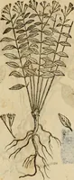 Picture 451 of 812 from Rerum medicarum Novae Hispaniae thesaurus, seu, Plantarum animalium mineralium Mexicanorum historia (1651), leaf 413