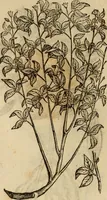 Picture 452 of 812 from Rerum medicarum Novae Hispaniae thesaurus, seu, Plantarum animalium mineralium Mexicanorum historia (1651), leaf 413