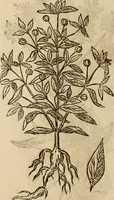 An illustration from Rerum medicarum Novae Hispaniae thesaurus, seu, Plantarum animalium mineralium Mexicanorum historia (1651)