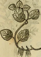 An illustration from Rerum medicarum Novae Hispaniae thesaurus, seu, Plantarum animalium mineralium Mexicanorum historia (1651)