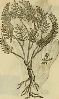 An illustration from Rerum medicarum Novae Hispaniae thesaurus, seu, Plantarum animalium mineralium Mexicanorum historia (1651)