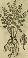 Picture 456 of 812 from Rerum medicarum Novae Hispaniae thesaurus, seu, Plantarum animalium mineralium Mexicanorum historia (1651), leaf 414