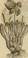 Picture 457 of 812 from Rerum medicarum Novae Hispaniae thesaurus, seu, Plantarum animalium mineralium Mexicanorum historia (1651), leaf 415