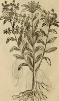 Picture 459 of 812 from Rerum medicarum Novae Hispaniae thesaurus, seu, Plantarum animalium mineralium Mexicanorum historia (1651), leaf 415