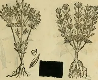 An illustration from Rerum medicarum Novae Hispaniae thesaurus, seu, Plantarum animalium mineralium Mexicanorum historia (1651)