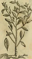 An illustration from Rerum medicarum Novae Hispaniae thesaurus, seu, Plantarum animalium mineralium Mexicanorum historia (1651)