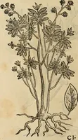 An illustration from Rerum medicarum Novae Hispaniae thesaurus, seu, Plantarum animalium mineralium Mexicanorum historia (1651)