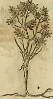 Picture 464 of 812 from Rerum medicarum Novae Hispaniae thesaurus, seu, Plantarum animalium mineralium Mexicanorum historia (1651), leaf 418