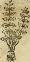 Picture 465 of 812 from Rerum medicarum Novae Hispaniae thesaurus, seu, Plantarum animalium mineralium Mexicanorum historia (1651), leaf 418