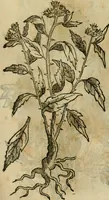 An illustration from Rerum medicarum Novae Hispaniae thesaurus, seu, Plantarum animalium mineralium Mexicanorum historia (1651)