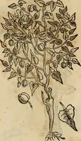 Picture 467 of 812 from Rerum medicarum Novae Hispaniae thesaurus, seu, Plantarum animalium mineralium Mexicanorum historia (1651), leaf 419