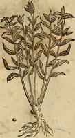 An illustration from Rerum medicarum Novae Hispaniae thesaurus, seu, Plantarum animalium mineralium Mexicanorum historia (1651)