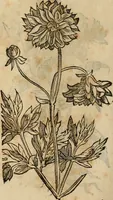 An illustration from Rerum medicarum Novae Hispaniae thesaurus, seu, Plantarum animalium mineralium Mexicanorum historia (1651)