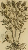 An illustration from Rerum medicarum Novae Hispaniae thesaurus, seu, Plantarum animalium mineralium Mexicanorum historia (1651)