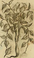 An illustration from Rerum medicarum Novae Hispaniae thesaurus, seu, Plantarum animalium mineralium Mexicanorum historia (1651)
