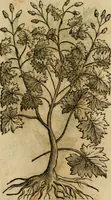An illustration from Rerum medicarum Novae Hispaniae thesaurus, seu, Plantarum animalium mineralium Mexicanorum historia (1651)
