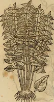 An illustration from Rerum medicarum Novae Hispaniae thesaurus, seu, Plantarum animalium mineralium Mexicanorum historia (1651)