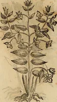 An illustration from Rerum medicarum Novae Hispaniae thesaurus, seu, Plantarum animalium mineralium Mexicanorum historia (1651)