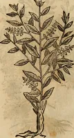 Picture 475 of 812 from Rerum medicarum Novae Hispaniae thesaurus, seu, Plantarum animalium mineralium Mexicanorum historia (1651), leaf 421