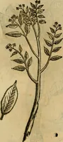 Picture 476 of 812 from Rerum medicarum Novae Hispaniae thesaurus, seu, Plantarum animalium mineralium Mexicanorum historia (1651), leaf 422