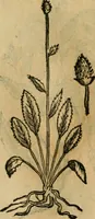 An illustration from Rerum medicarum Novae Hispaniae thesaurus, seu, Plantarum animalium mineralium Mexicanorum historia (1651)