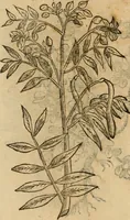 Picture 479 of 812 from Rerum medicarum Novae Hispaniae thesaurus, seu, Plantarum animalium mineralium Mexicanorum historia (1651), leaf 423