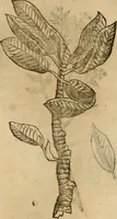 Picture 480 of 812 from Rerum medicarum Novae Hispaniae thesaurus, seu, Plantarum animalium mineralium Mexicanorum historia (1651), leaf 423