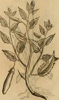An illustration from Rerum medicarum Novae Hispaniae thesaurus, seu, Plantarum animalium mineralium Mexicanorum historia (1651)