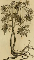 An illustration from Rerum medicarum Novae Hispaniae thesaurus, seu, Plantarum animalium mineralium Mexicanorum historia (1651)
