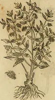 Picture 483 of 812 from Rerum medicarum Novae Hispaniae thesaurus, seu, Plantarum animalium mineralium Mexicanorum historia (1651), leaf 424