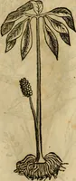Picture 484 of 812 from Rerum medicarum Novae Hispaniae thesaurus, seu, Plantarum animalium mineralium Mexicanorum historia (1651), leaf 424