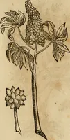 An illustration from Rerum medicarum Novae Hispaniae thesaurus, seu, Plantarum animalium mineralium Mexicanorum historia (1651)