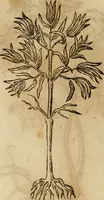 An illustration from Rerum medicarum Novae Hispaniae thesaurus, seu, Plantarum animalium mineralium Mexicanorum historia (1651)