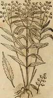 An illustration from Rerum medicarum Novae Hispaniae thesaurus, seu, Plantarum animalium mineralium Mexicanorum historia (1651)