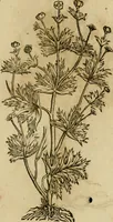 An illustration from Rerum medicarum Novae Hispaniae thesaurus, seu, Plantarum animalium mineralium Mexicanorum historia (1651)