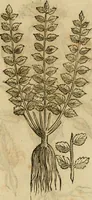 An illustration from Rerum medicarum Novae Hispaniae thesaurus, seu, Plantarum animalium mineralium Mexicanorum historia (1651)