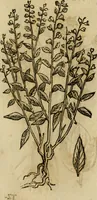 An illustration from Rerum medicarum Novae Hispaniae thesaurus, seu, Plantarum animalium mineralium Mexicanorum historia (1651)