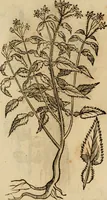 An illustration from Rerum medicarum Novae Hispaniae thesaurus, seu, Plantarum animalium mineralium Mexicanorum historia (1651)