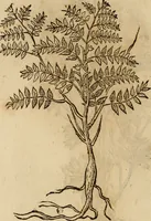 An illustration from Rerum medicarum Novae Hispaniae thesaurus, seu, Plantarum animalium mineralium Mexicanorum historia (1651)