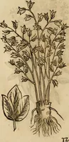 Picture 493 of 812 from Rerum medicarum Novae Hispaniae thesaurus, seu, Plantarum animalium mineralium Mexicanorum historia (1651), leaf 427