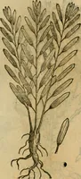 An illustration from Rerum medicarum Novae Hispaniae thesaurus, seu, Plantarum animalium mineralium Mexicanorum historia (1651)