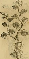 Picture 495 of 812 from Rerum medicarum Novae Hispaniae thesaurus, seu, Plantarum animalium mineralium Mexicanorum historia (1651), leaf 428
