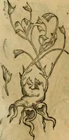 An illustration from Rerum medicarum Novae Hispaniae thesaurus, seu, Plantarum animalium mineralium Mexicanorum historia (1651)