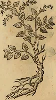 Picture 497 of 812 from Rerum medicarum Novae Hispaniae thesaurus, seu, Plantarum animalium mineralium Mexicanorum historia (1651), leaf 429