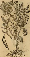 Picture 498 of 812 from Rerum medicarum Novae Hispaniae thesaurus, seu, Plantarum animalium mineralium Mexicanorum historia (1651), leaf 429