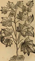 An illustration from Rerum medicarum Novae Hispaniae thesaurus, seu, Plantarum animalium mineralium Mexicanorum historia (1651)