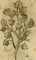 An illustration from Rerum medicarum Novae Hispaniae thesaurus, seu, Plantarum animalium mineralium Mexicanorum historia (1651)